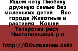 Ищем коту Лисёнку дружную семью без маленьких детей  - Все города Животные и растения » Кошки   . Татарстан респ.,Чистопольский р-н